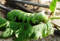Horn Worm